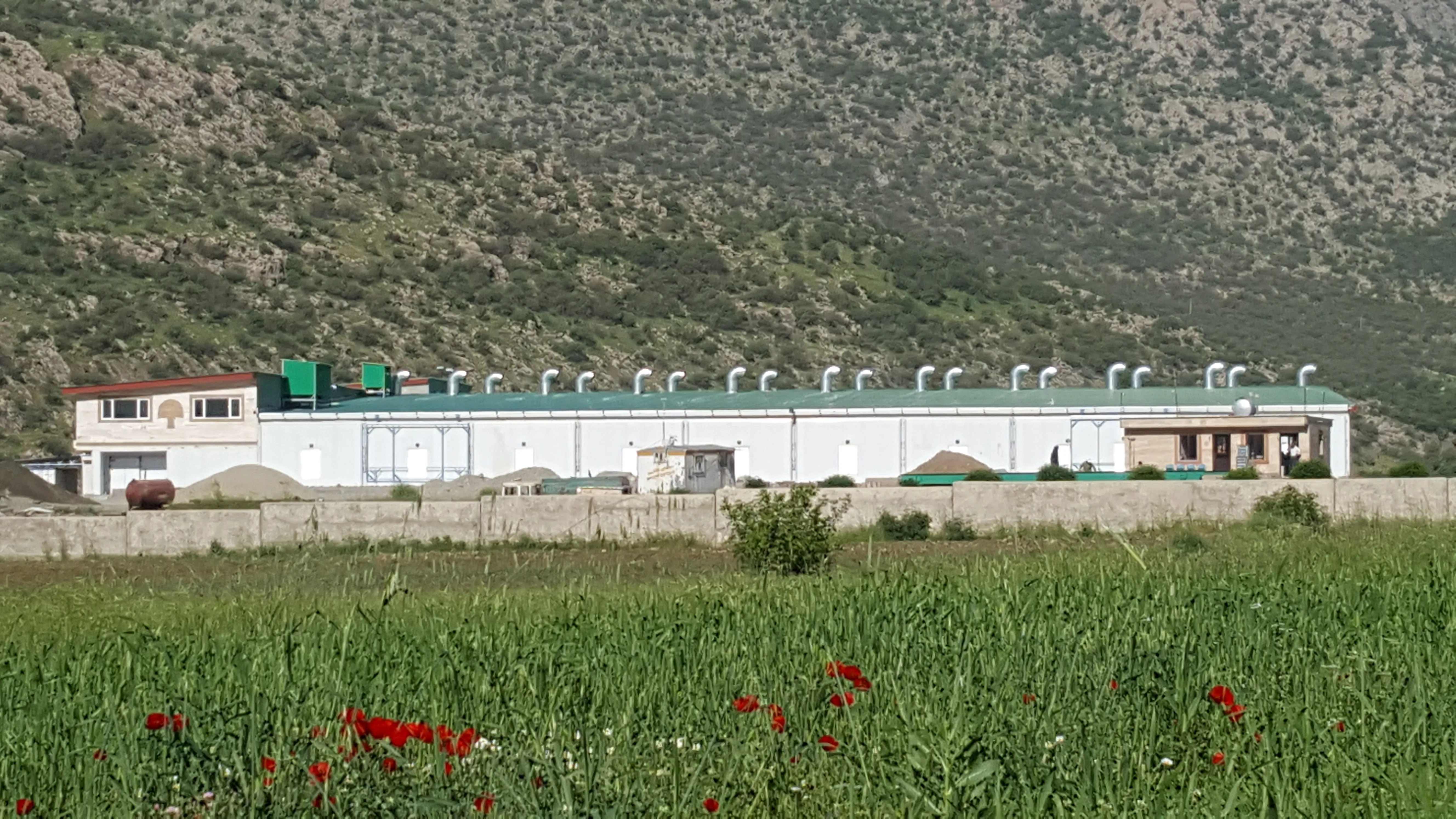 قارچ اورامان