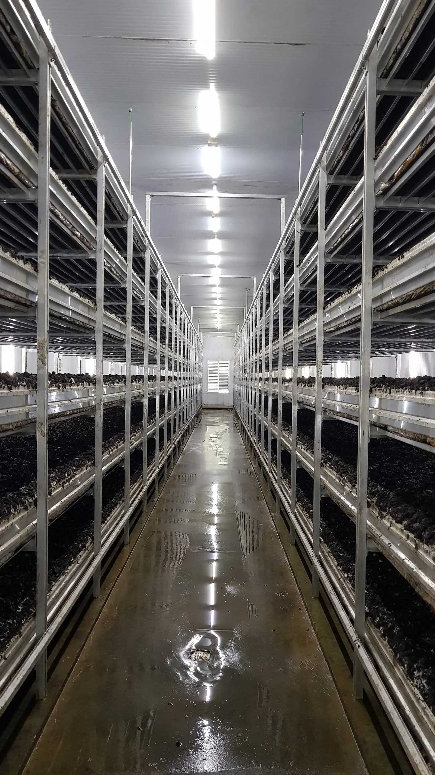 Multi-tier shelving in Sadaf Mushroom — tall view